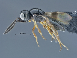 Psilanteris_SAM-HYM-P027923_habitus_lateral