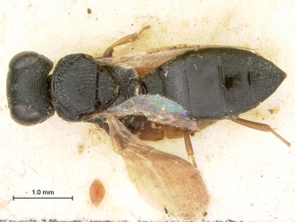 Lepidoscelio_fuscipennis_Kieffer_HT_female_habitus_dorsal