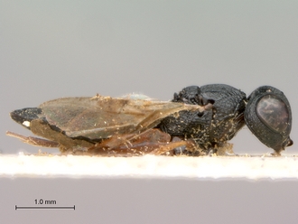 Lepidoscelio_fuscipennis_Kieffer_HT_female_habitus_lateral
