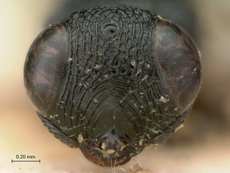 Lepidoscelio_fuscipennis_Kieffer_HT_female_head_frontal