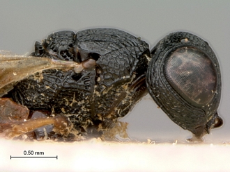 Lepidoscelio_fuscipennis_Kieffer_HT_female_head_meso_lateral
