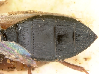 Lepidoscelio_fuscipennis_Kieffer_HT_female_metasoma_dorsal