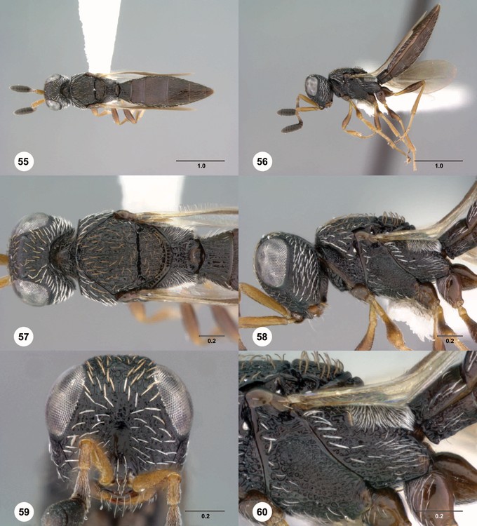 Scelio chapmani - WaspWeb