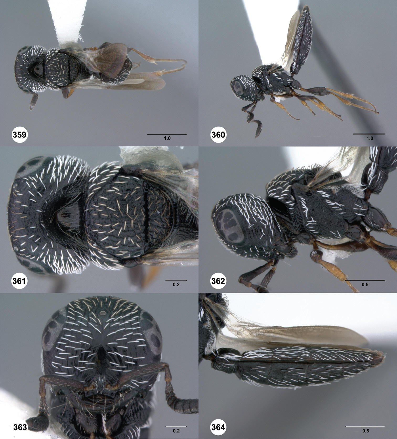 images/Scelio_erugatus.jpg