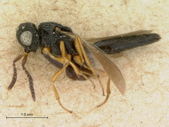 Scelio_flavicoxis_LECTOTYPE_female_habitus_lateral