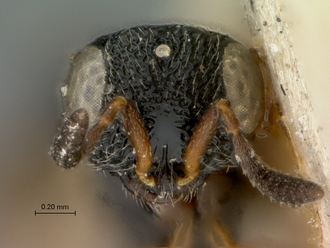 Scelio_fuscicoxis_HOLOTYPE_female_head_frontal