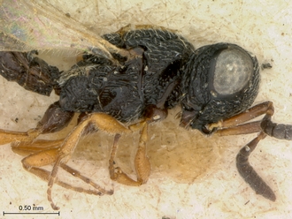 Scelio_fuscicoxis_HOLOTYPE_female_head_mesosoma_lateral
