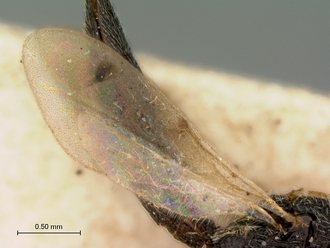 Scelio_fuscicoxis_HOLOTYPE_female_wings