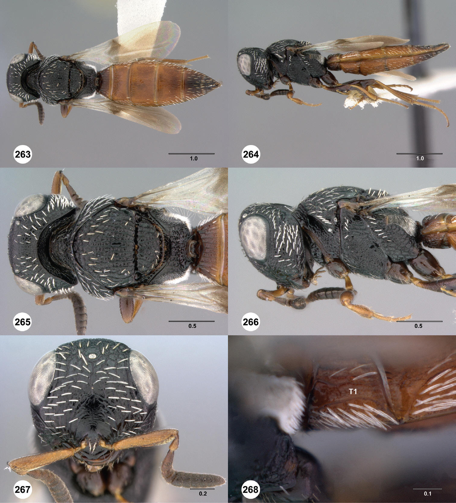 images/Scelio_ipomeae.jpg
