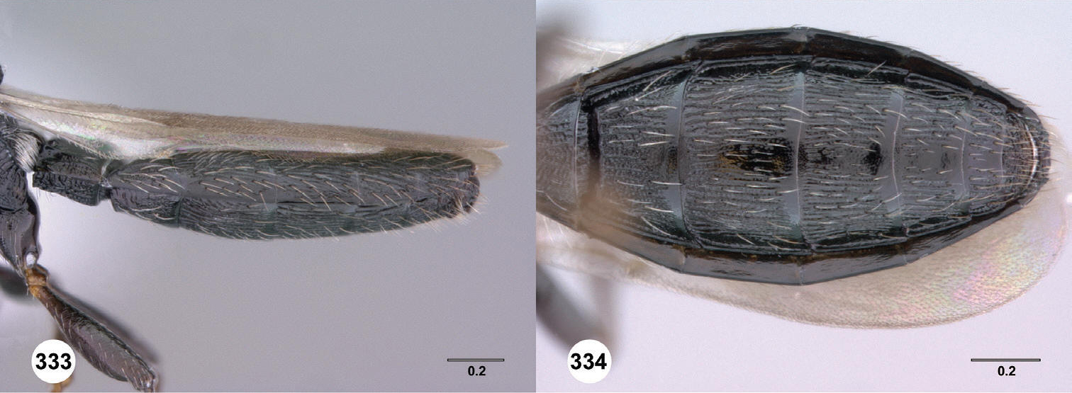 images/Scelio_modulus.jpg