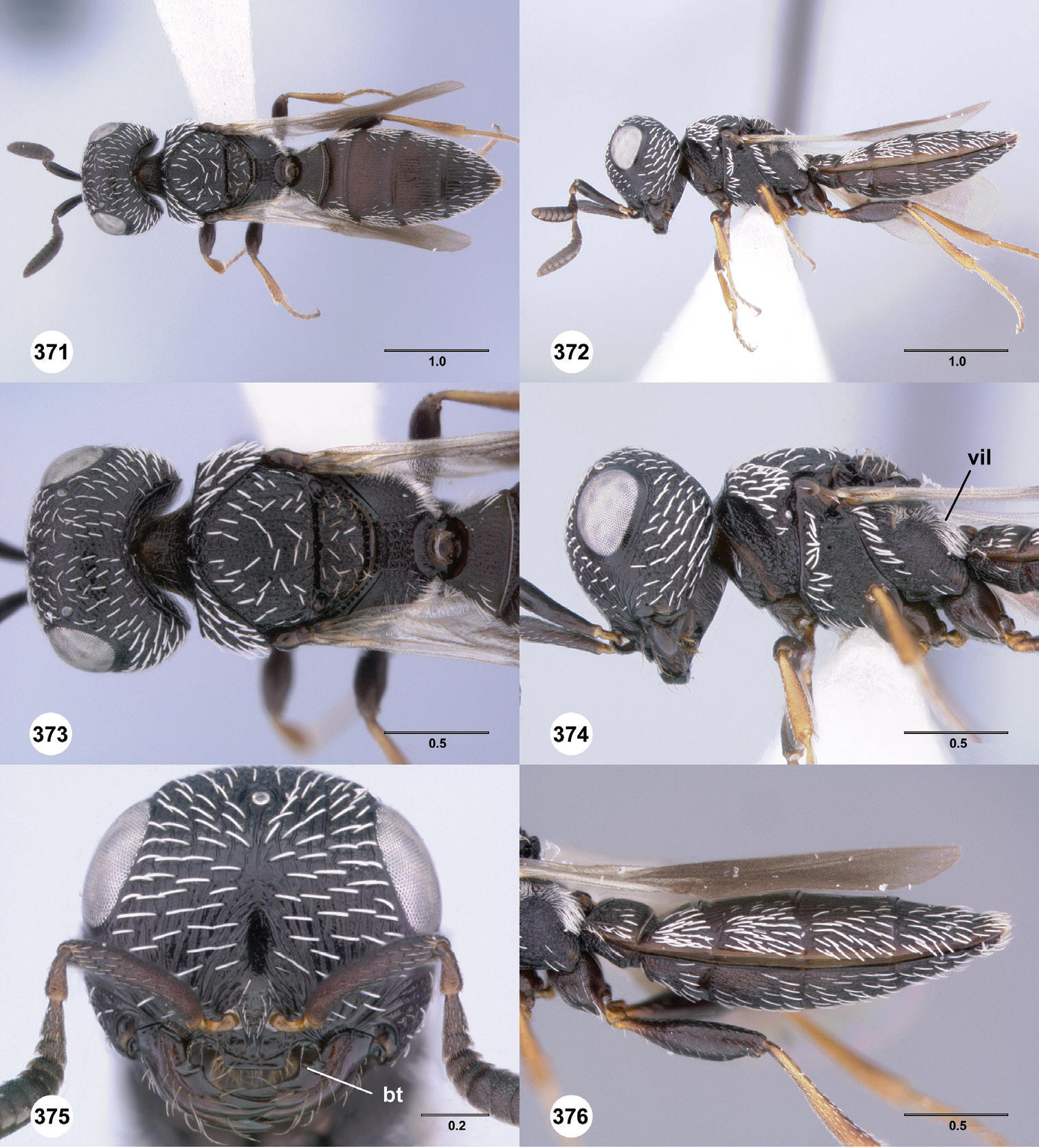 images/Scelio_pilosilatus.jpg
