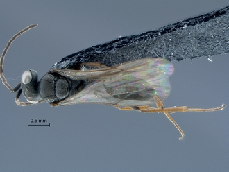 Shreemana_SAM-HYM-P025436_habitus_dorsal