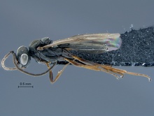Shreemana_SAM-HYM-P025436_habitus_lateral