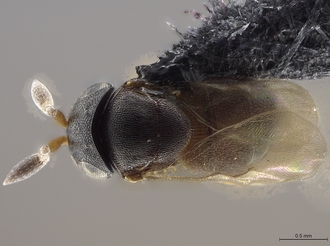 Titta_festiva_SAM-HYM-A0039154_habitus_dorsal