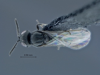 Triteleia_SAM-HYM-P025217_habitus_dorsal