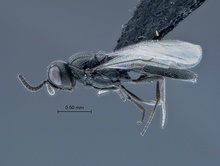Triteleia_SAM-HYM-P025217_habitus_lateral