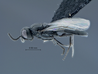Triteleia_SAM-HYM-P025217_habitus_lateral