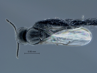 Triteleia_SAM-HYM-P035762_habitus_dorsal