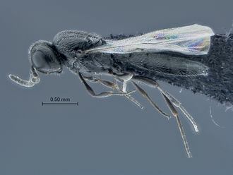 Triteleia_SAM-HYM-P035762_habitus_lateral
