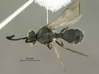 Odontoscelio_species_SAM-HYM-P030254_habitus_dorsal