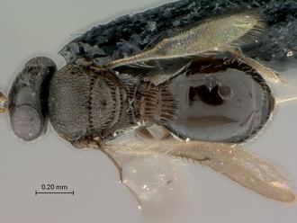 Telenomus_sp_female_P027744_habitus_dorsal