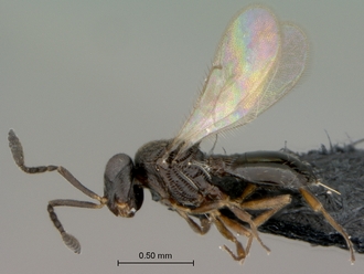 Telenomus_sp_female_P027744_habitus_lateral