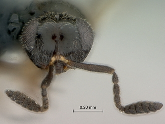 Telenomus_sp_female_P027744_head_frontal