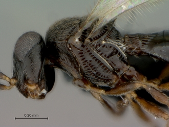Telenomus_sp_female_P027744_head_mesosoma_lateral
