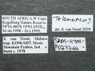 Telenomus_sp_female_P027744_labels