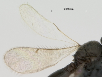 Telenomus_sp_female_P027744_wings