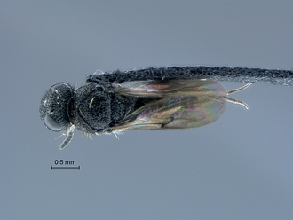Sparasion_SAM-HYM-P034866_habitus_dorsal