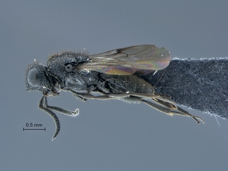 Sparasion_SAM-HYM-P034866_habitus_lateral