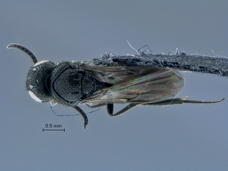 Sparasion_SAM-HYM-P040197_habitus_dorsal