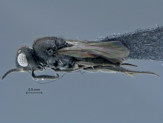 Sparasion_SAM-HYM-P040197_habitus_lateral