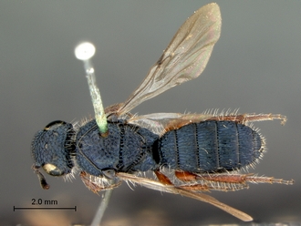 Sparasion_arnoldi_HT_habitus_dorsal_330.jpg