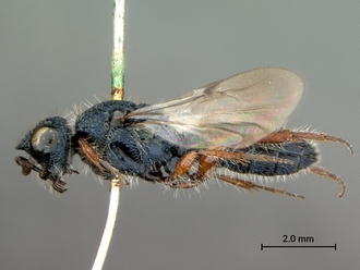 Sparasion_arnoldi_HT_habitus_lateral_330.jpg