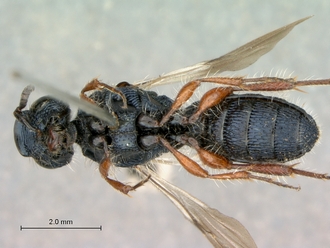 Sparasion_arnoldi_HT_habitus_ventral_330.jpg