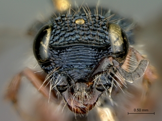 Sparasion_arnoldi_HT_head_frontal_330.jpg