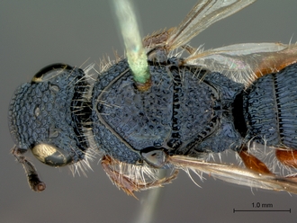 Sparasion_arnoldi_HT_head_mesosoma_dorsal_330.jpg