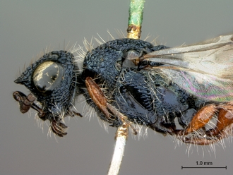 Sparasion_arnoldi_HT_head_mesosoma_lateral