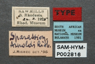 Sparasion_arnoldi_HT_labels43_330.jpg