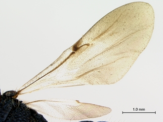 Sparasion_arnoldi_HT_wings_330.jpg