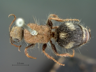 Apteromutilla_aethra_LT_SAM-HYM-A018600_habitus_dorsal