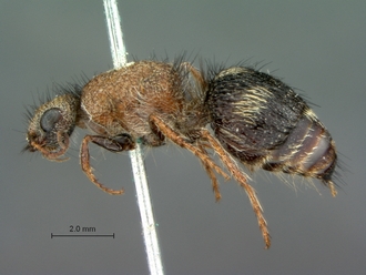 Apteromutilla_aethra_LT_SAM-HYM-A018600_habitus_lateral