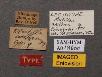 Apteromutilla_aethra_LT_SAM-HYM-A018600_labels