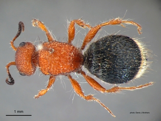 Brachymutilla scabrosa Bischoff Female Dorsal