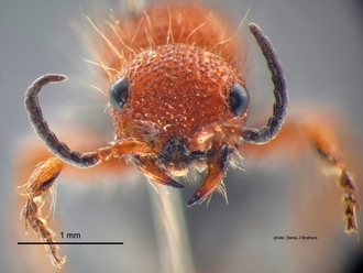 Brachymutilla scabrosa Bischoff Female Head