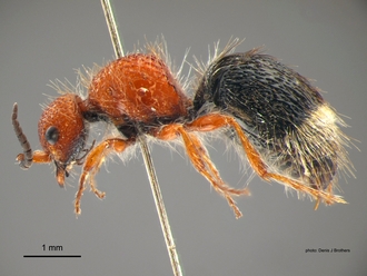 Brachymutilla scabrosa Bischoff Female Lateral