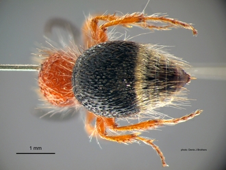 Brachymutilla scabrosa Bischoff Female Metasoma