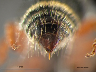 /Brachymutilla scabrosa Bischoff Female Pygidium